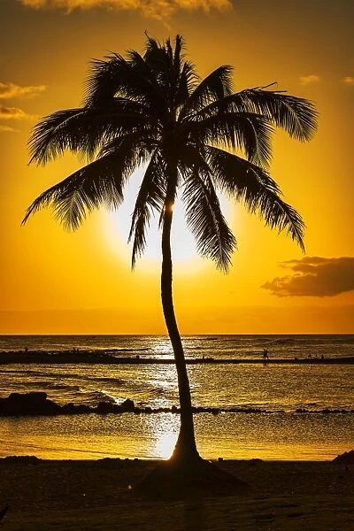 Palm tree at sunset, Kauai, Hawaii, United States