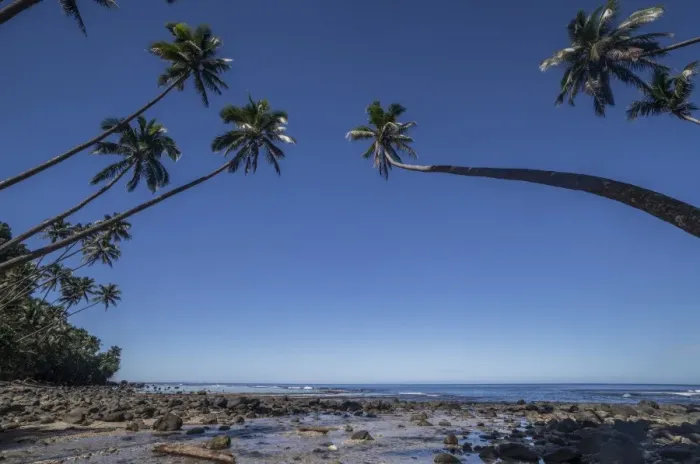 Framed Print : Palm trees on the beach of Lavena, Taveuni, Fiji Framed Print : Palm trees on the beach of Lavena, Taveuni, Fiji