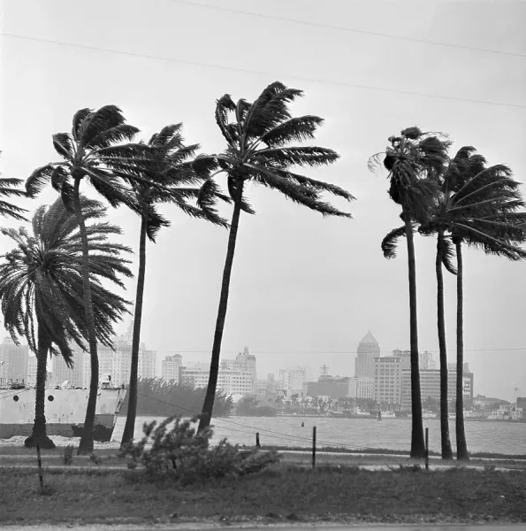 Hurricane Donna Palm Trees Print, 9/9/1960. Art Prints, Posters