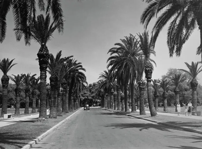 Framed Print : Palm Trees in City Park, New Orleans Framed Print : Palm Trees in City Park, New Orleans