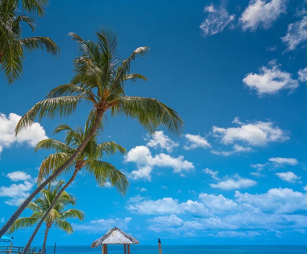 Palm trees in the florida keys