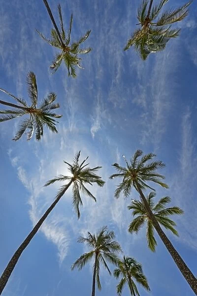 Palm trees, Hanauma Bay, Oahu, Hawaii, United States