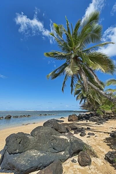 Palm trees and lava rocks on the beach, Kauai, Hawaii, United States