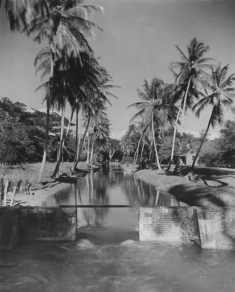 Palm trees lining river (B&W)