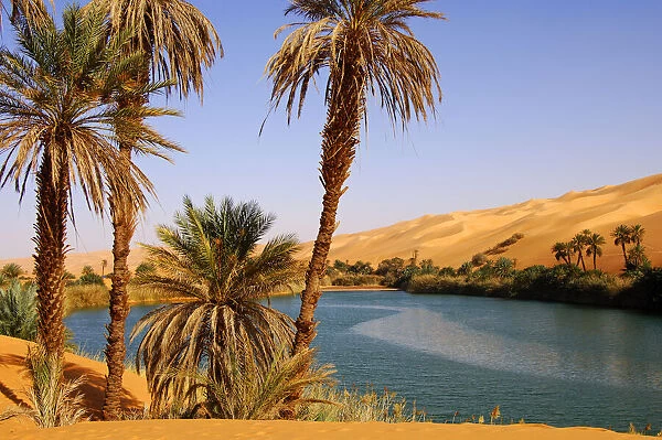 Palm trees on the shore of the Um el Maa lake in the Ubari Sand Sea, Sahara, Libya