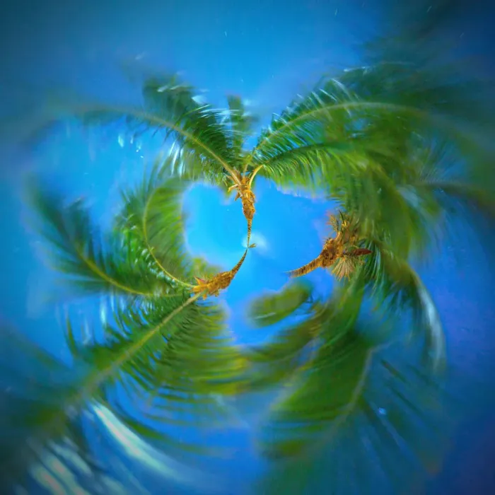 Framed Print : Palm Trees Tiny Planet Framed Print : Palm Trees Tiny Planet