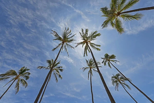 Palms, Hanauma Bay, Oahu, Hawaii, United States