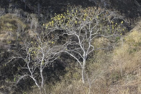 Palo Santo tree -Bursera graveolens-, Isla de San Cristobal, Galapagos Islands, Ecuador
