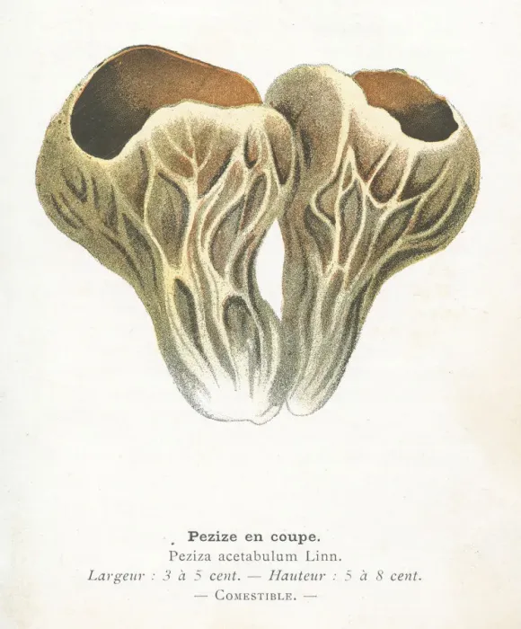 Framed Print : Palomino cup mushroom engraving 1895 Framed Print : Palomino cup mushroom engraving 1895
