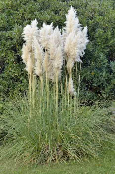 Framed Print : Pampas Grass -Cortaderia sp. -, Canton of Tessin, Switzerland Framed Print : Pampas Grass -Cortaderia sp. -, Canton of Tessin, Switzerland