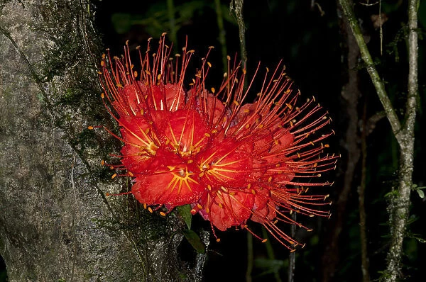 Panama Flame Tree or Rose of Venezuela -Brownea macrophylla-, Tiputini rain forest, Yasuni National Park, Ecuador, South America