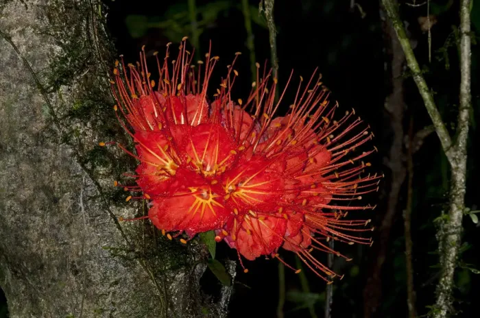 Framed Print : Panama Flame Tree or Rose of Venezuela -Brownea macrophylla-, Tiputini rain forest, Yasuni National Park, Ecuador, South America Framed Print : Panama Flame Tree or Rose of Venezuela -Brownea macrophylla-, Tiputini rain forest, Yasuni National Park, Ecuador, South America