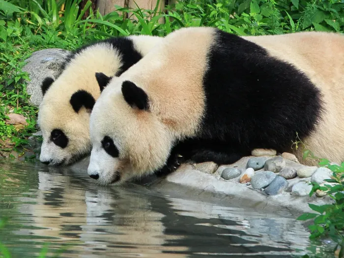 Framed Print : Panda drinking water Framed Print : Panda drinking water