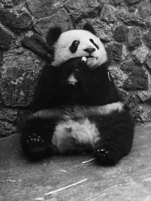 Framed Print : Panda Lunchtime Framed Print : Panda Lunchtime