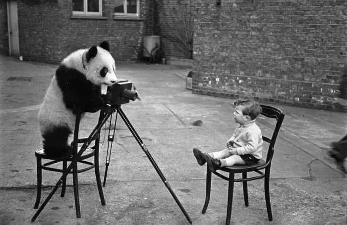 Framed Print : Panda Photo