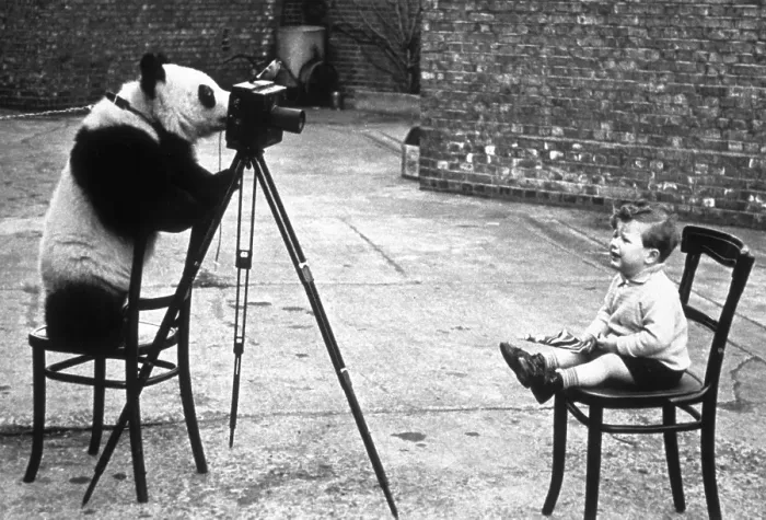 Framed Print : Panda Photographer