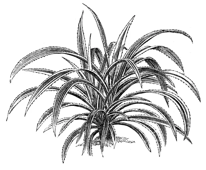 Framed Print : Pandanus (Pandanus javanicus) Framed Print : Pandanus (Pandanus javanicus)