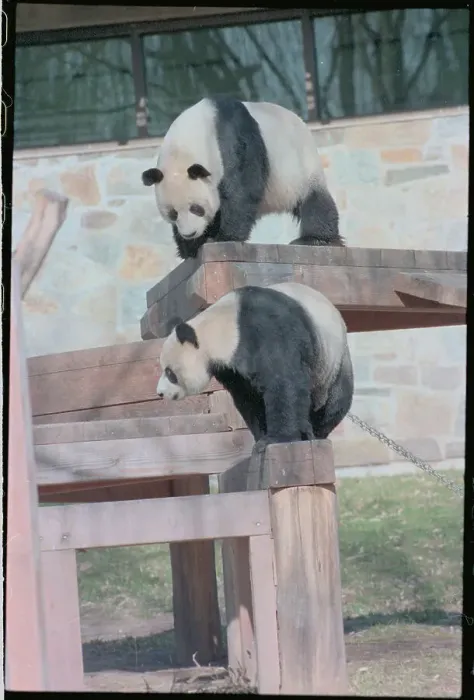 Framed Print : Pandas Ling-Ling and Hsing-Hsing Framed Print : Pandas Ling-Ling and Hsing-Hsing