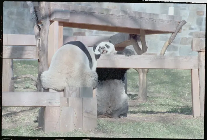 Framed Print : Pandas Ling-Ling and Hsing-Hsing Framed Print : Pandas Ling-Ling and Hsing-Hsing