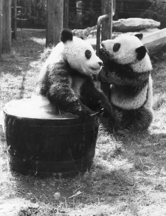 Framed Print : Pandas Playing Framed Print : Pandas Playing