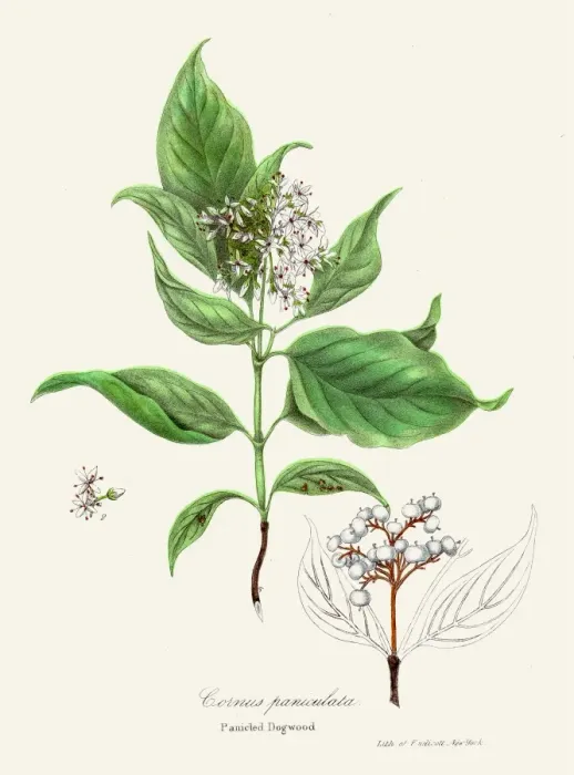 Framed Print : Panicled Dogwood botanical engraving 1843 Framed Print : Panicled Dogwood botanical engraving 1843