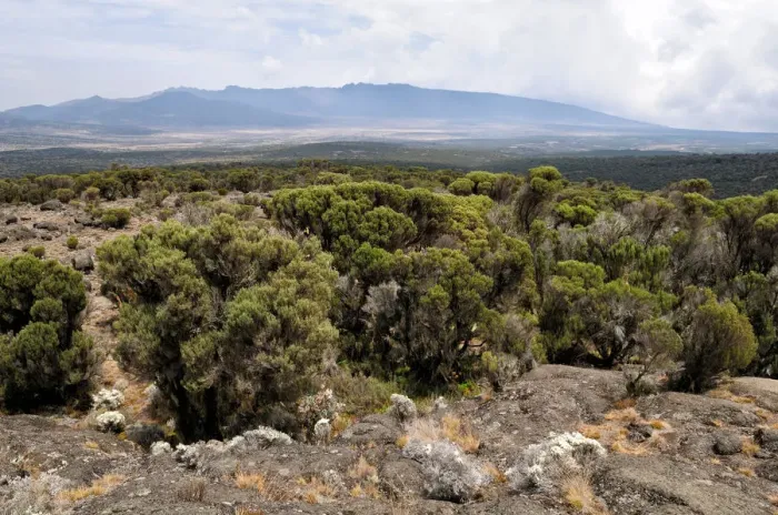 Framed Print : Panorama of Shira plateau, Kilimanjaro National Park, Lemosho trail Framed Print : Panorama of Shira plateau, Kilimanjaro National Park, Lemosho trail