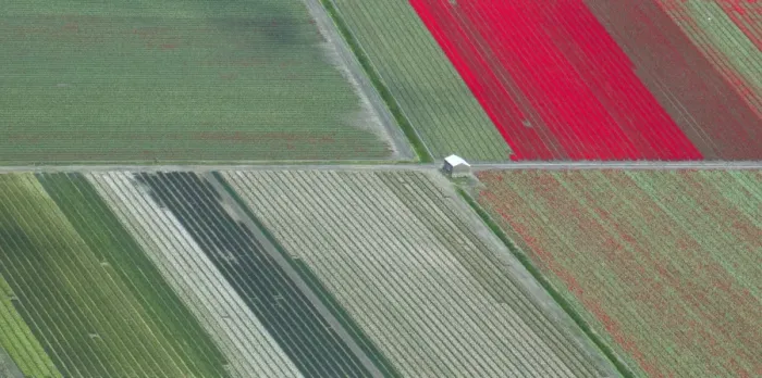 Framed Print : Panoramic aerial view of tulip fields in the Netherlands Framed Print : Panoramic aerial view of tulip fields in the Netherlands