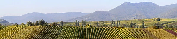 Panoramic photo of the vineyards in autumn between Ilbesheim and Arzheim in the Southern Palatinate, Rhineland-Palatinate, Germany, Europe