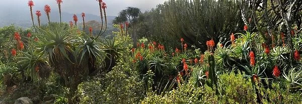 A panoramic picture taken in Kirstenbosch National Botanical Garden in Cape Town, Western Cape Province, South Africa