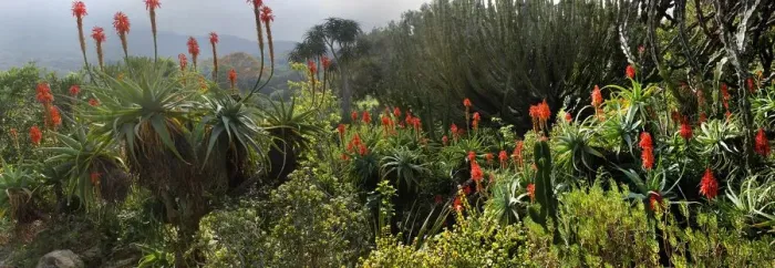 Framed Print : A panoramic picture taken in Kirstenbosch National Botanical Garden in Cape Town, Western Cape Province, South Africa Framed Print : A panoramic picture taken in Kirstenbosch National Botanical Garden in Cape Town, Western Cape Province, South Africa