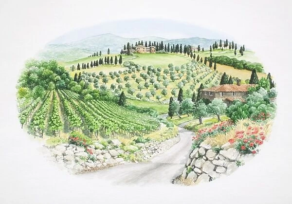 Panoramic view of green valley landscape with brick houses, vineyards, groves, poppies and cypress trees, front view