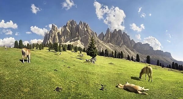 Panoramic view on Gschnagenhardt Alm alp with Haflinger horses and the Geisler Mountains, Villnoesstal valley, Puez-Geisler Nature Park, province of Bolzano-Bozen, Italy, Europe