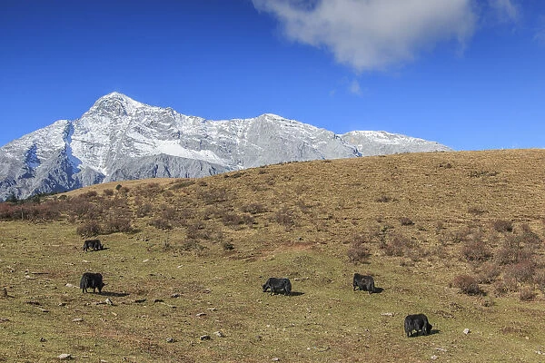Panoramic view of the Jade Dragon Snow Mountain in Yunnan, China with some yaks on foreground