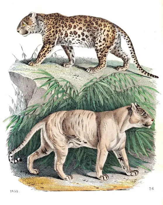 Framed Print : Panter and Lion-tiger engraving 1853 Framed Print : Panter and Lion-tiger engraving 1853