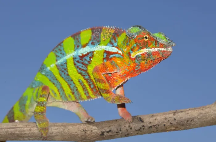 Framed Print : Panther Chameleon -Furcifer pardalis-, Ambilobe, Madagascar Framed Print : Panther Chameleon -Furcifer pardalis-, Ambilobe, Madagascar