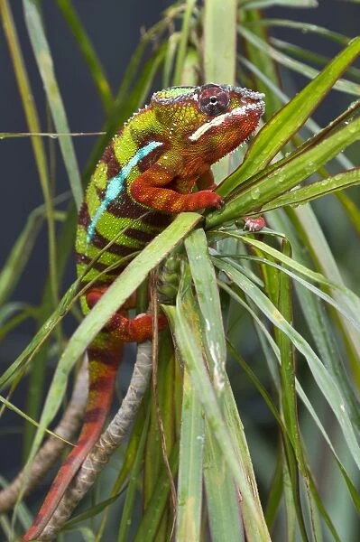 Panther Chameleon -Furcifer pardalis-, butterfly house, Forgaria nel Friuli, Udine province, Italy