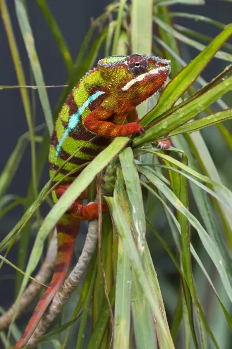 Framed Print : Panther Chameleon -Furcifer pardalis-, butterfly house, Forgaria nel Friuli, Udine province, Italy Framed Print : Panther Chameleon -Furcifer pardalis-, butterfly house, Forgaria nel Friuli, Udine province, Italy