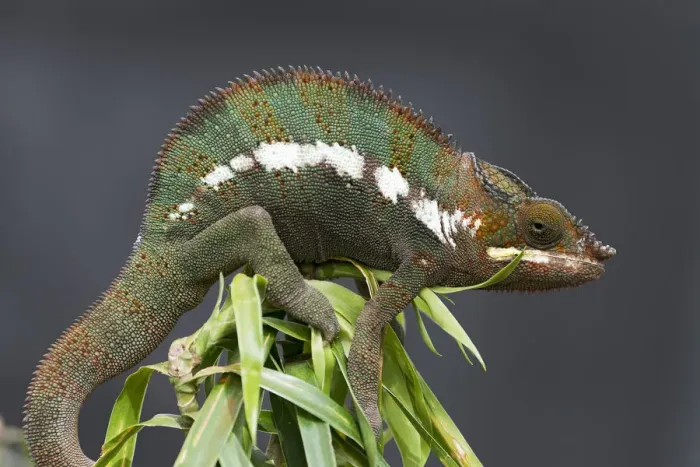 Framed Print : Panther Chameleon -Furcifer pardalis-, butterfly house, Forgaria nel Friuli, Udine province, Italy Framed Print : Panther Chameleon -Furcifer pardalis-, butterfly house, Forgaria nel Friuli, Udine province, Italy