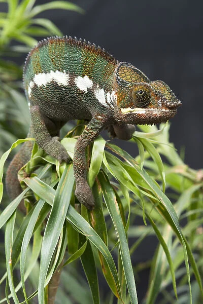 Panther Chameleon -Furcifer pardalis-, butterfly house, Forgaria nel Friuli, Udine province, Italy