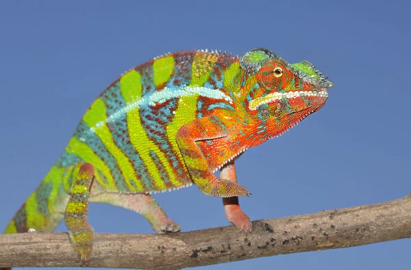 Panther Chameleon -Furcifer pardalis-, Ambilobe, Madagascar