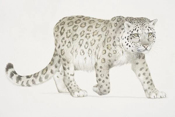 Panthera uncia, Snow Leopard