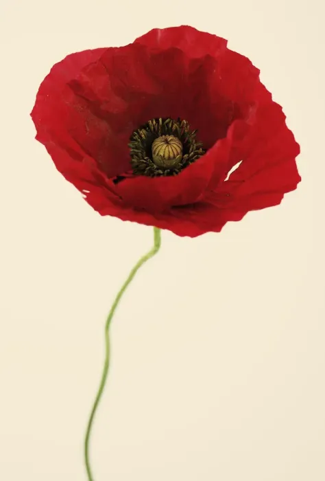 Framed Print : Papaver Glaucum Framed Print : Papaver Glaucum