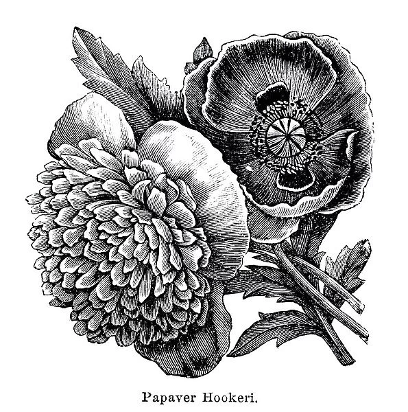 Papaver Hookeri, Indian poppy