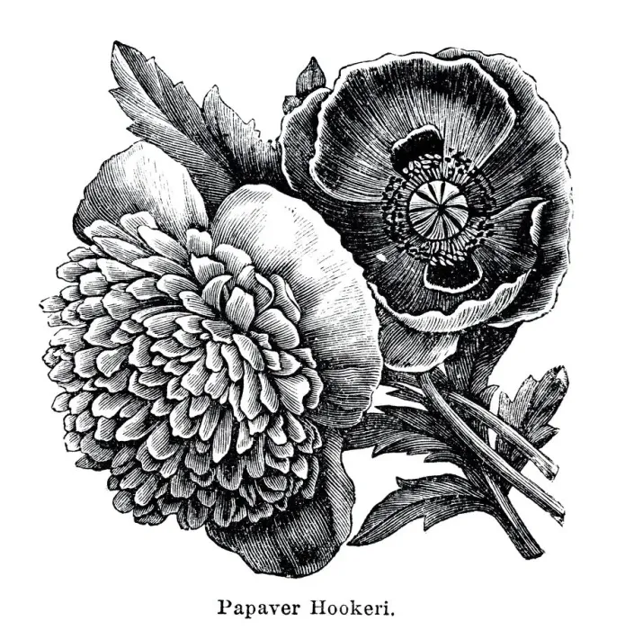 Framed Print : Papaver Hookeri, Indian poppy Framed Print : Papaver Hookeri, Indian poppy