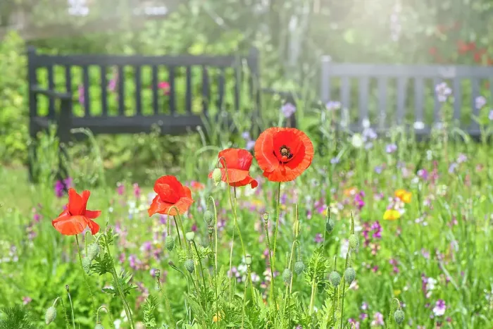 Framed Print : Papaver rhoeas, with common names including common poppy, corn poppy, corn rose, field poppy, Flanders poppy, and red poppy in a wildflower meadow with garden bench Framed Print : Papaver rhoeas, with common names including common poppy, corn poppy, corn rose, field poppy, Flanders poppy, and red poppy in a wildflower meadow with garden bench