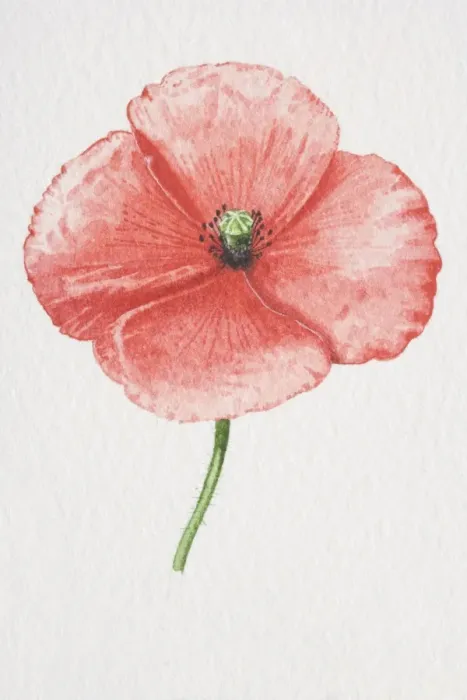 Framed Print : Papaver rhoeas, Common Poppy Framed Print : Papaver rhoeas, Common Poppy