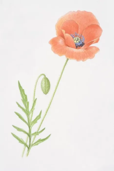 Framed Print : Papaver rhoeas, Common Poppy Framed Print : Papaver rhoeas, Common Poppy
