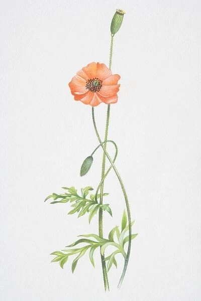 Papaver rhoeas, Field Poppy, long stemmed plant with a red flower