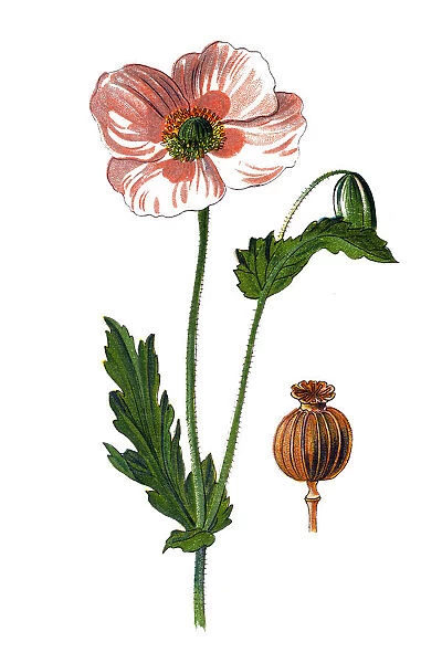 Papaver somniferum, commonly known as the opium poppy, or breadseed poppy