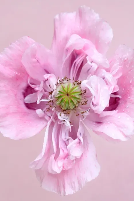 Framed Print : Poppy. Papaver somniferum, opium poppy Framed Print : Poppy. Papaver somniferum, opium poppy